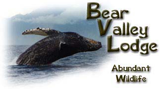 Bear Valley Lodge on Prince of Wales Island in Southeast Alaska is just 100 miles from Ketchikan, Alaska.