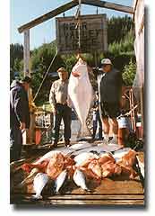 Take the big one home!  Halibut as big as a barn door!!!