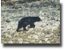 Watch the black bears searching for a salmon snack.