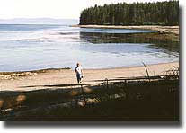 Rake clams from the beach for a tasty meal.