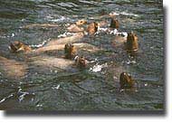 Playful sea otters will entertain you for hours.